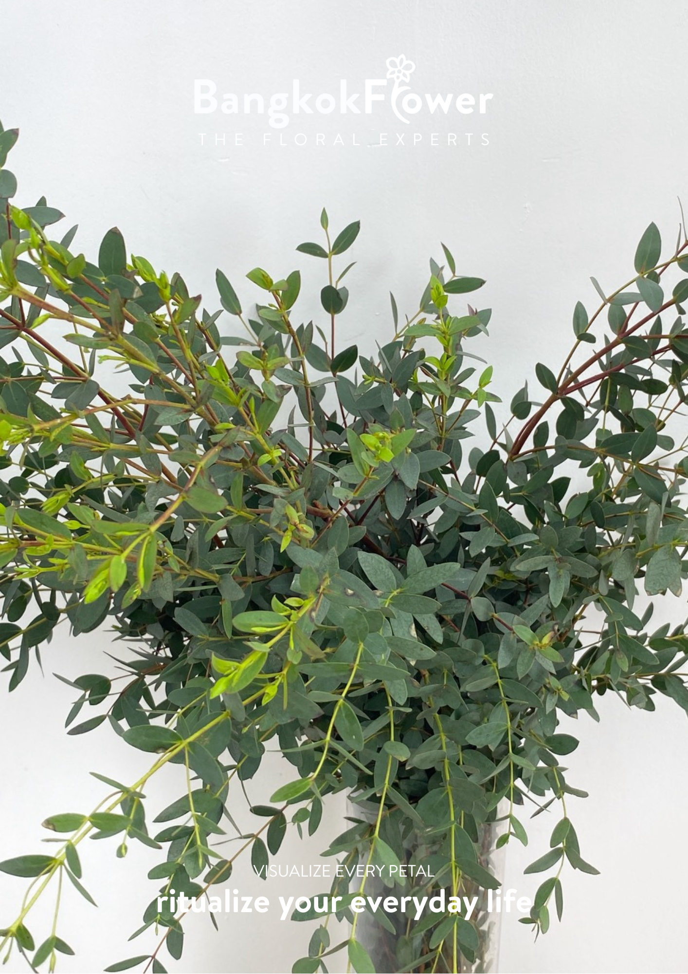 Eucalyptus Mini