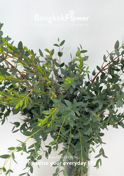 Eucalyptus Mini