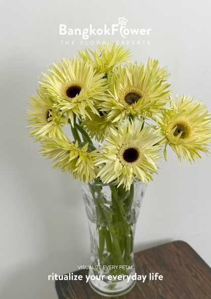 Gerbera Lace White