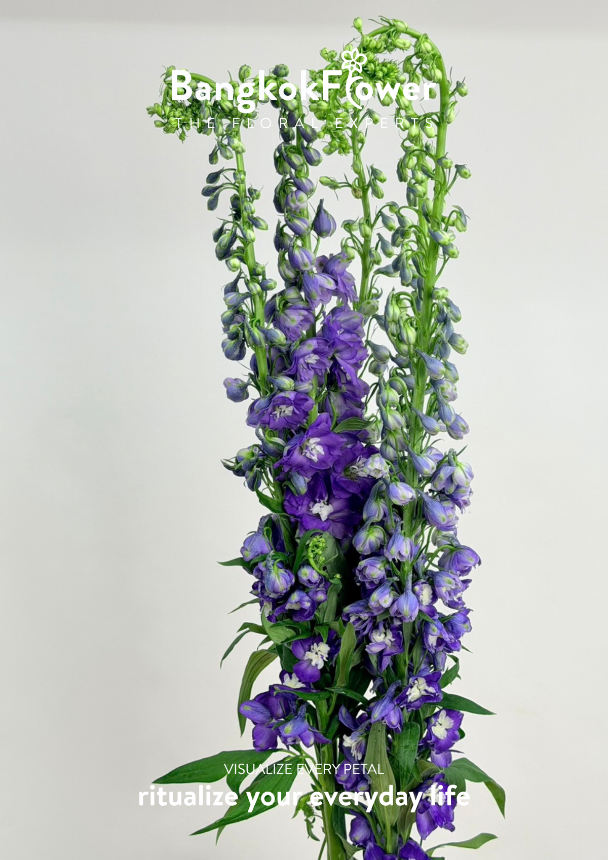 Delphinium Purple