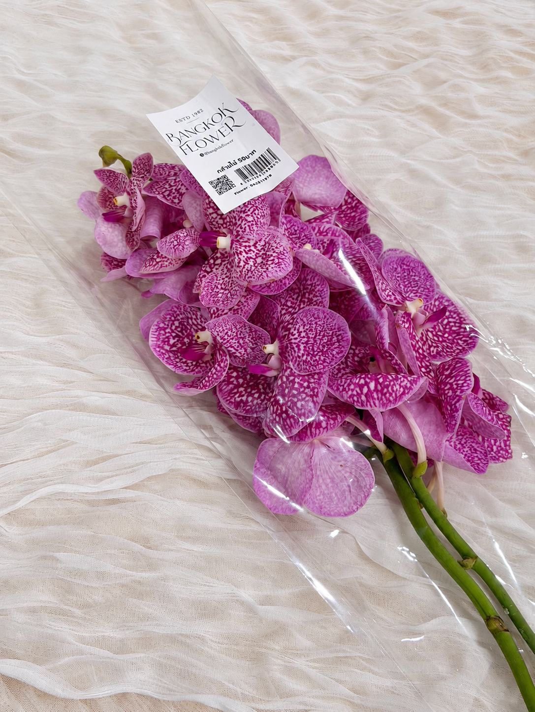 Vanda (1 stem) (Grower's Choice)