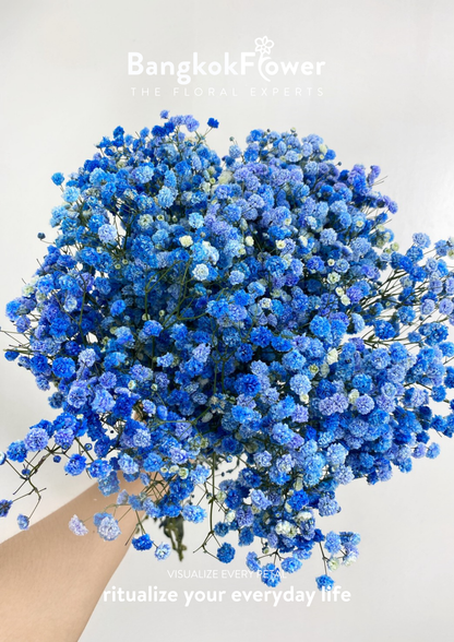 Gypsophila Blue