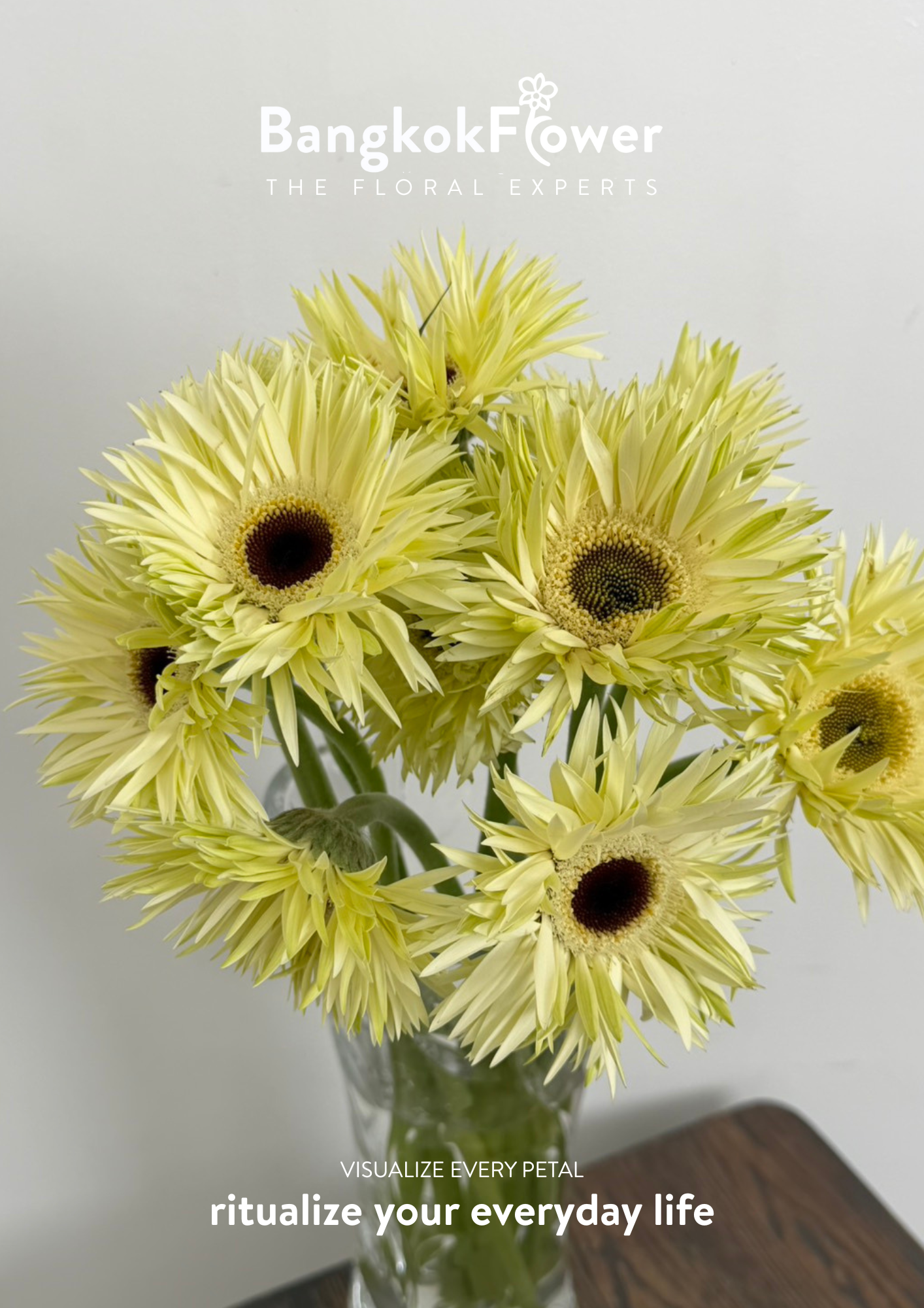 Gerbera Lace White
