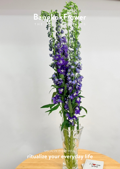 Delphinium Purple