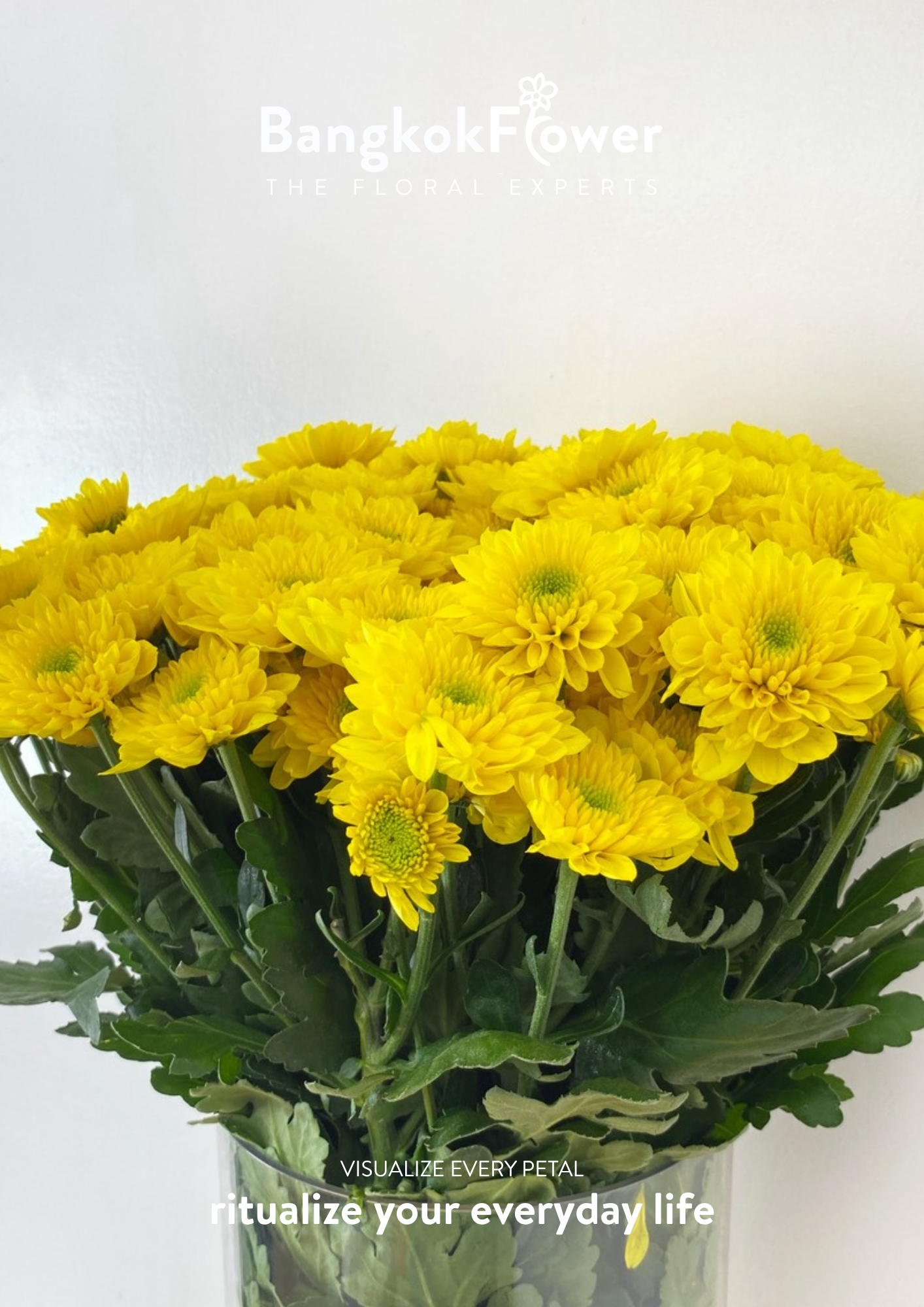 ดอกเบญจมาศพันธุ์สป.มาฮอน – แสงแดดเจิดจ้าในทุกดอก