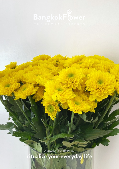 ดอกเบญจมาศพันธุ์สป.มาฮอน – แสงแดดเจิดจ้าในทุกดอก
