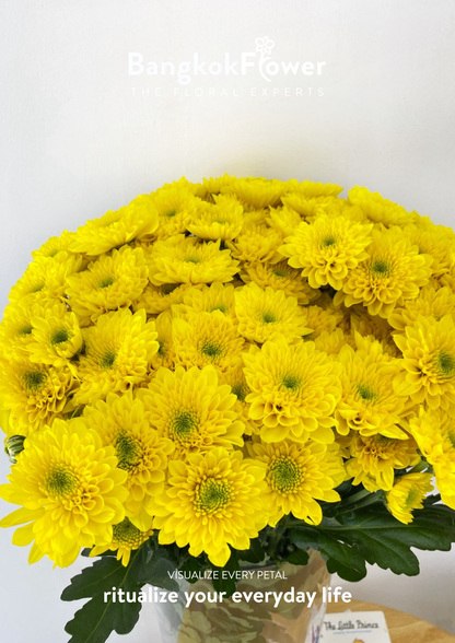 ดอกเบญจมาศพันธุ์สป.มาฮอน – แสงแดดเจิดจ้าในทุกดอก