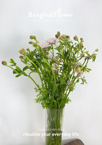 Trachyrnene coerulea LV สีชมพู