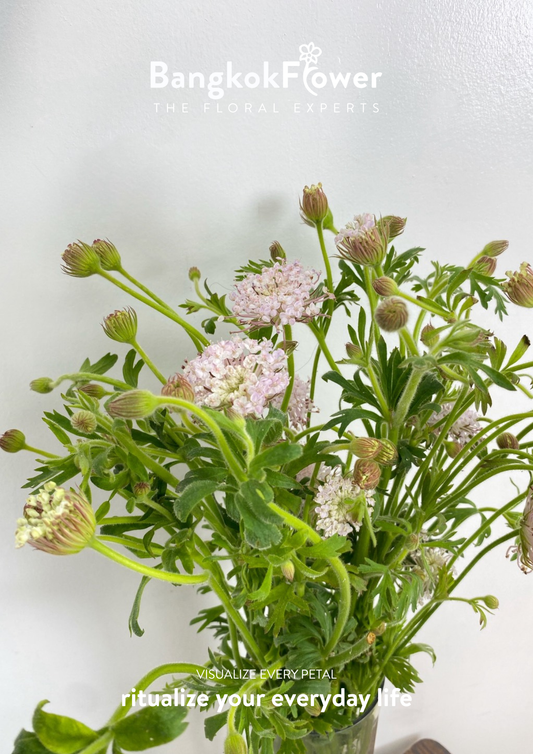 Trachyrnene coerulea LV สีชมพู