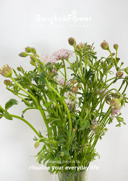 Trachyrnene coerulea LV สีชมพู