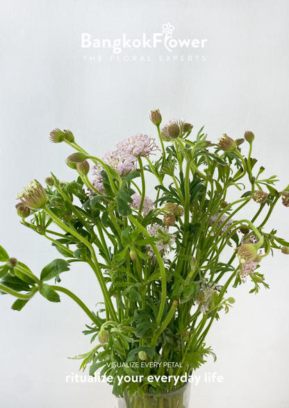 Trachyrnene coerulea LV สีชมพู