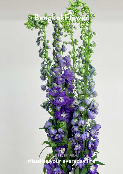 Delphinium Purple