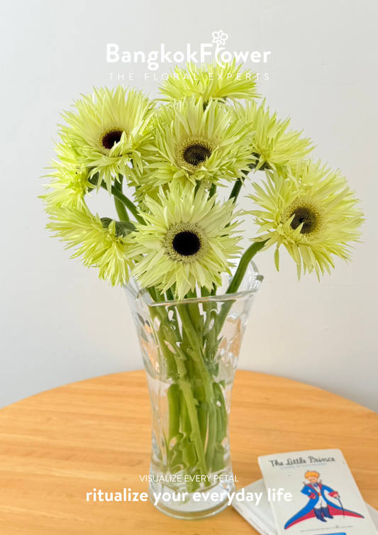 Gerbera Lace White