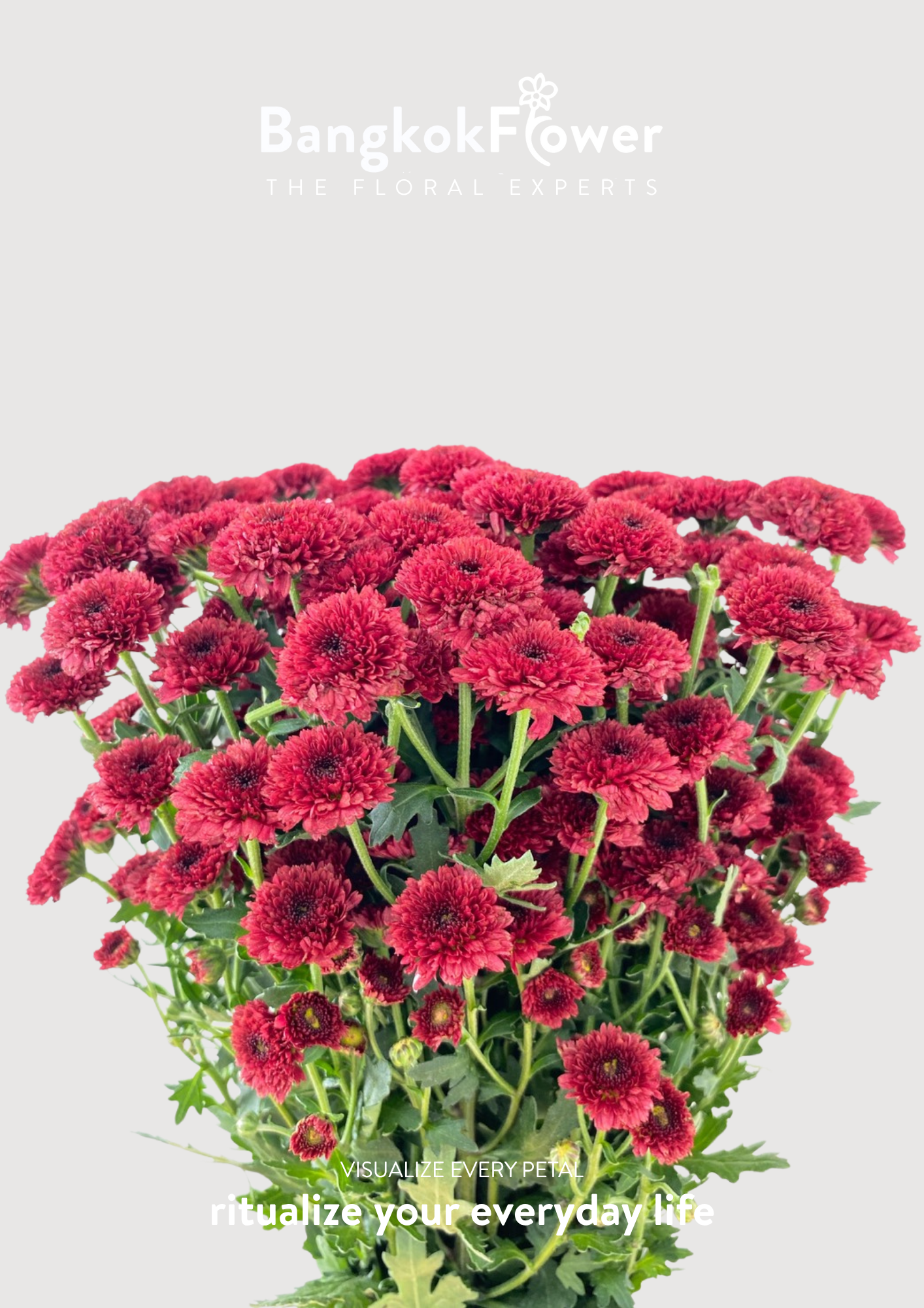 Calimero Red