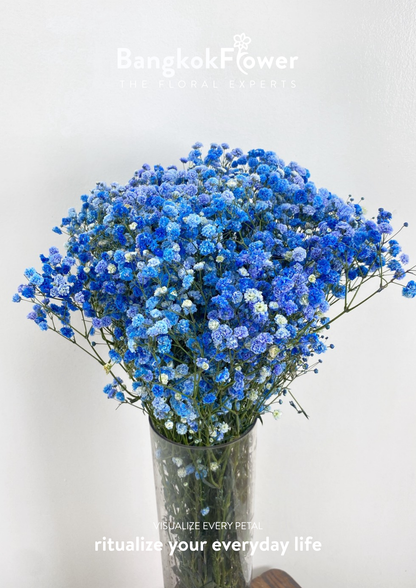 Gypsophila Blue