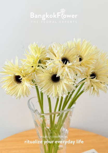 Gerbera Lace White Snow