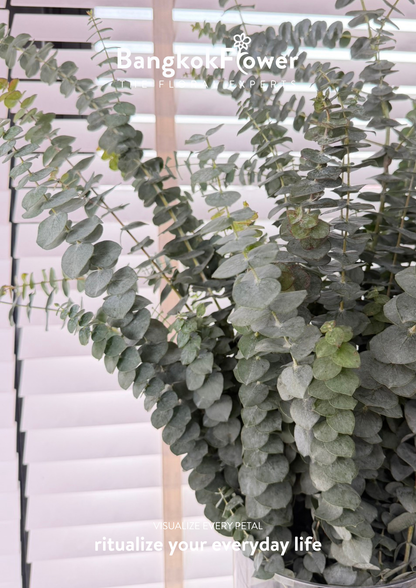 Eucalyptus
