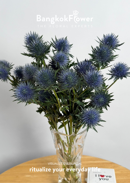 Eryngium