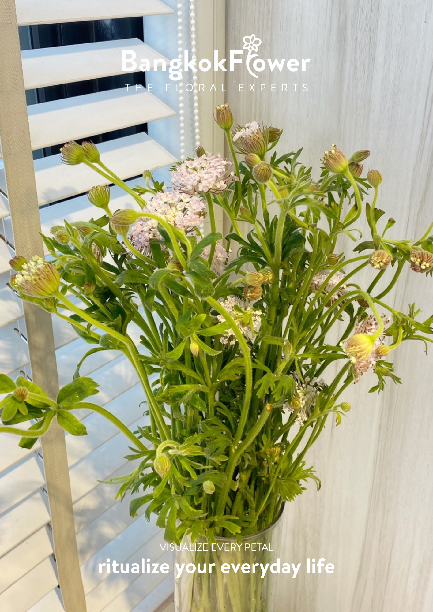 Trachyrnene coerulea LV สีชมพู