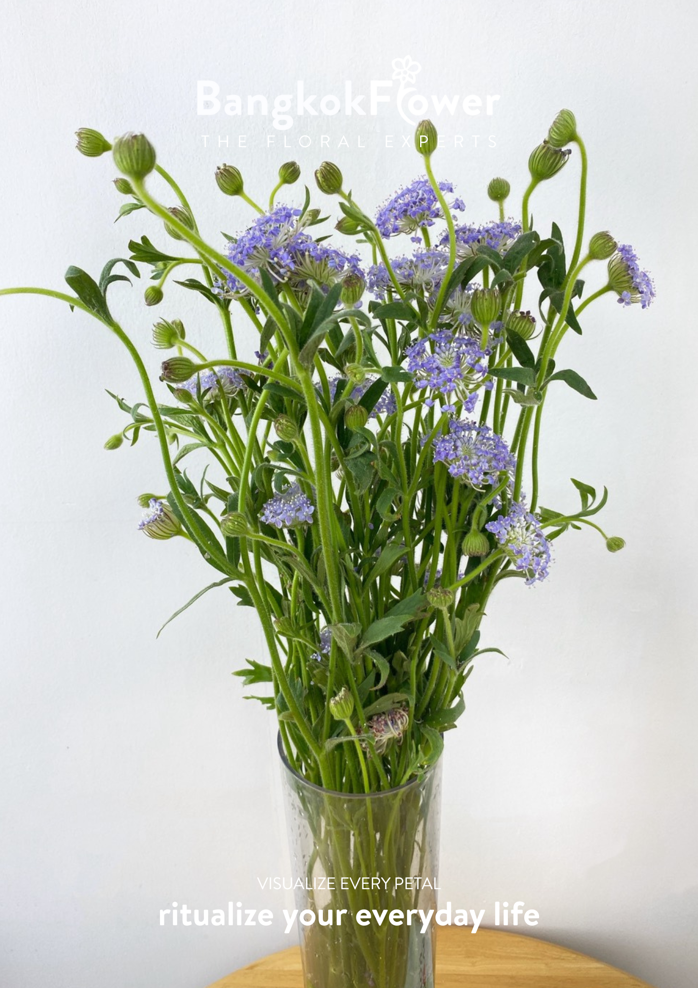 Trachyrnene coerulea LV สีม่วง