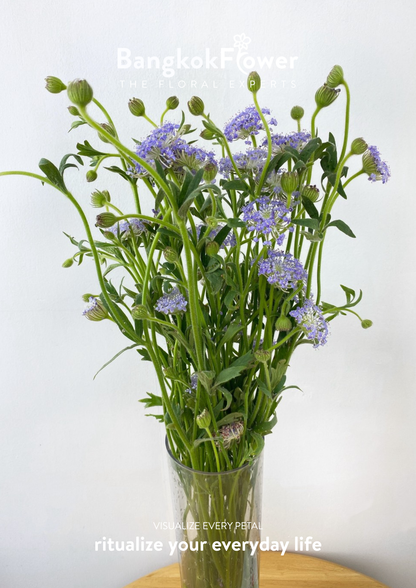 Trachyrnene coerulea LV สีม่วง