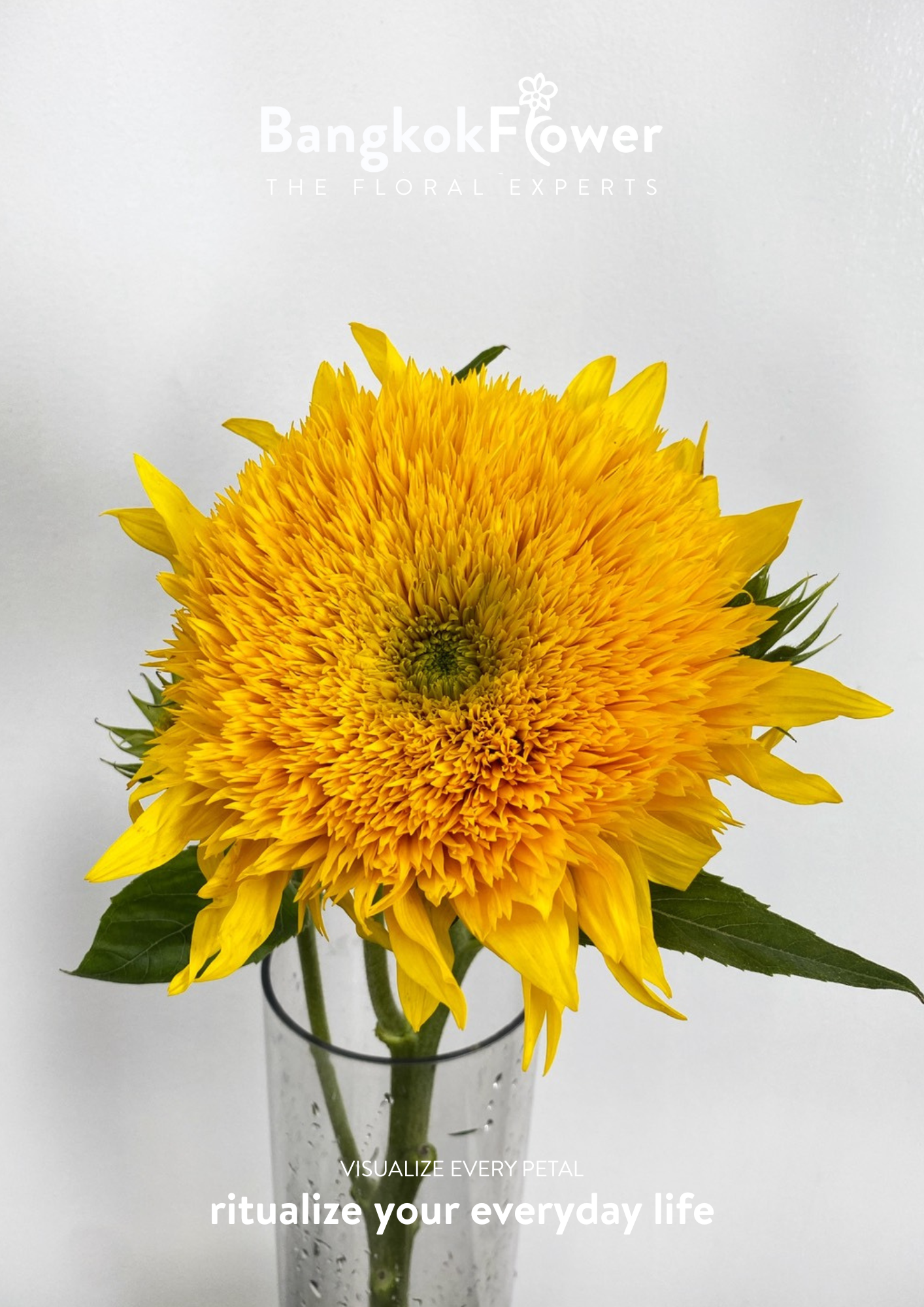 ดอกทานตะวัน Helianthus annuus 'เท็ดดี้'