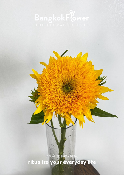 ดอกทานตะวัน Helianthus annuus 'เท็ดดี้'
