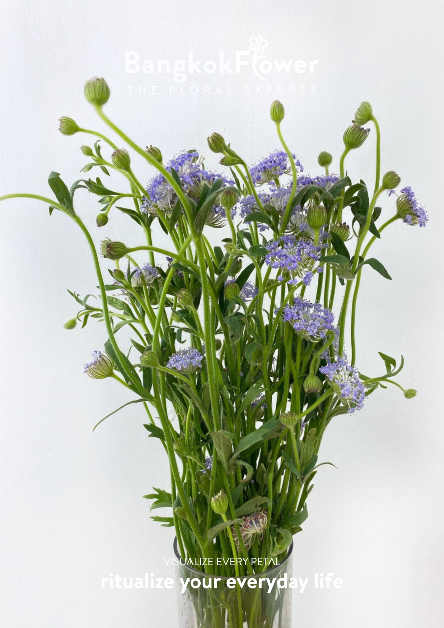 Trachyrnene coerulea LV สีม่วง