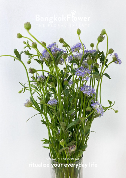 Trachyrnene coerulea LV สีม่วง