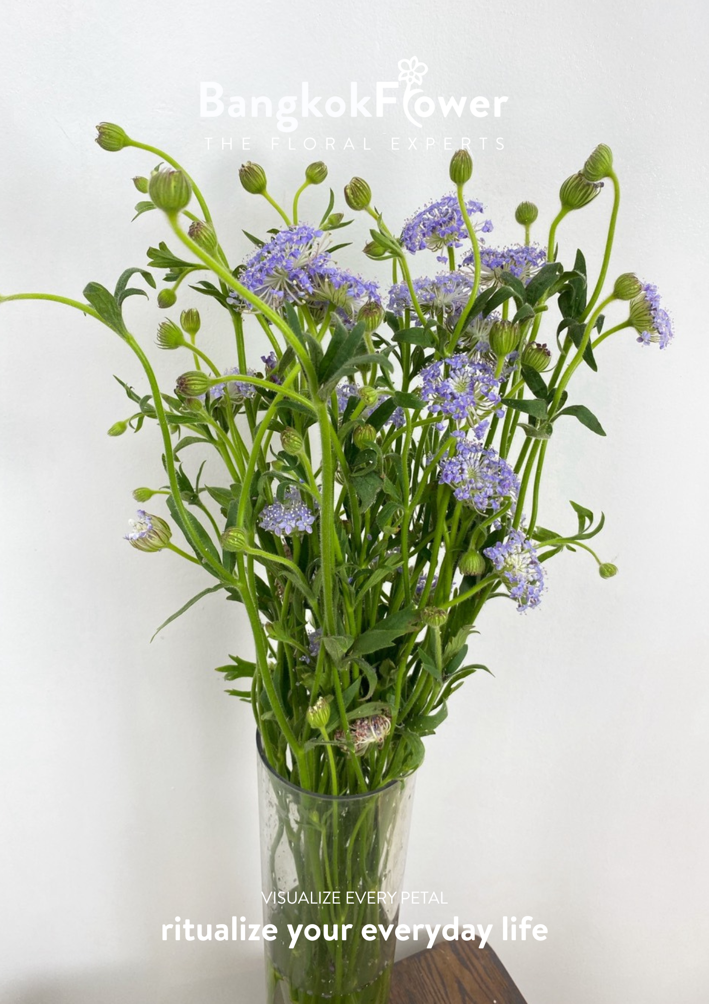 Trachyrnene coerulea LV สีม่วง