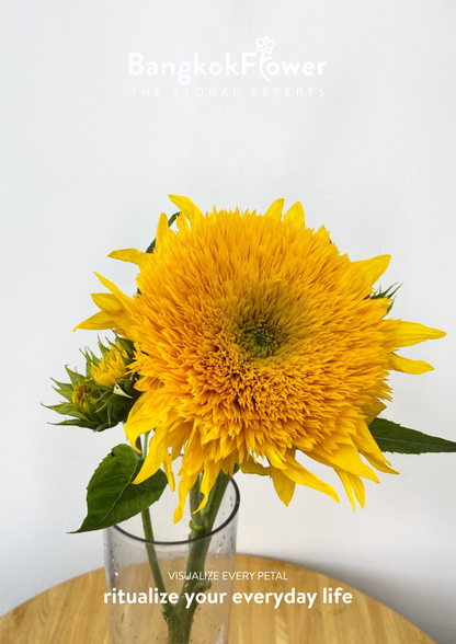 ดอกทานตะวัน Helianthus annuus 'เท็ดดี้'