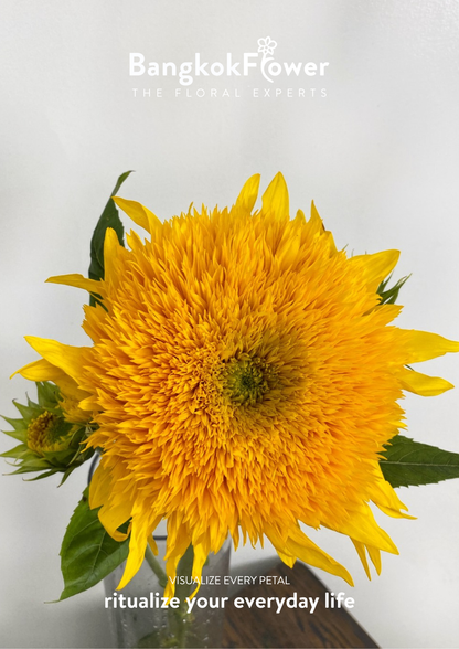 ดอกทานตะวัน Helianthus annuus 'เท็ดดี้'