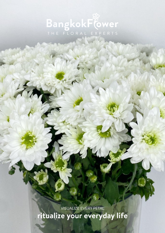 Sp. Mona Lisa Chrysanthemum – Pure, Elegant &Timeless