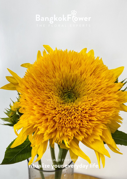 ดอกทานตะวัน Helianthus annuus 'เท็ดดี้'