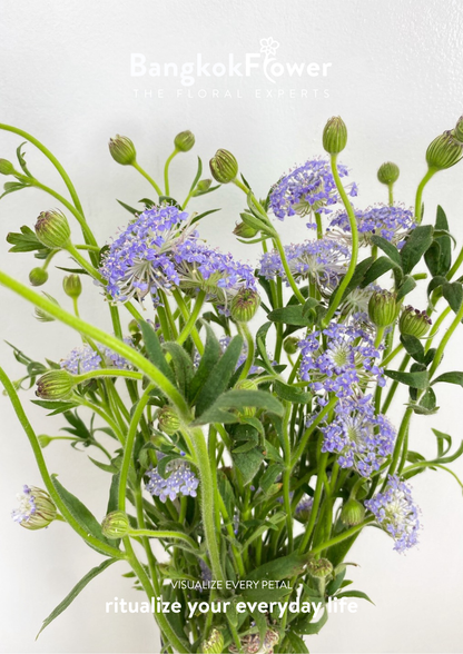 Trachyrnene coerulea LV สีม่วง