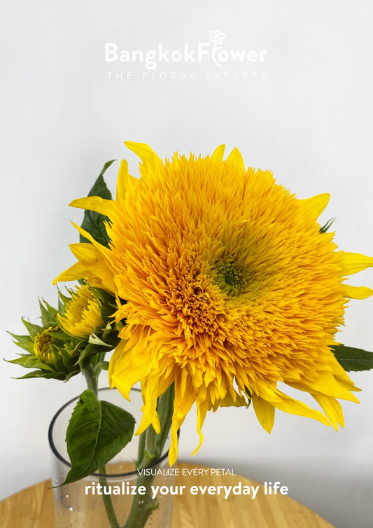 Sunflower Helianthus annuus ‘Teddy’