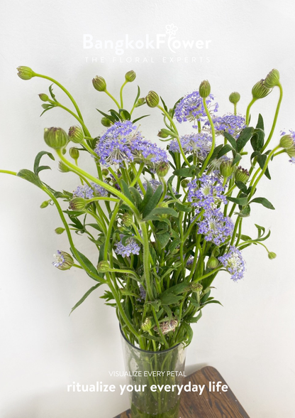 Trachyrnene coerulea LV สีม่วง