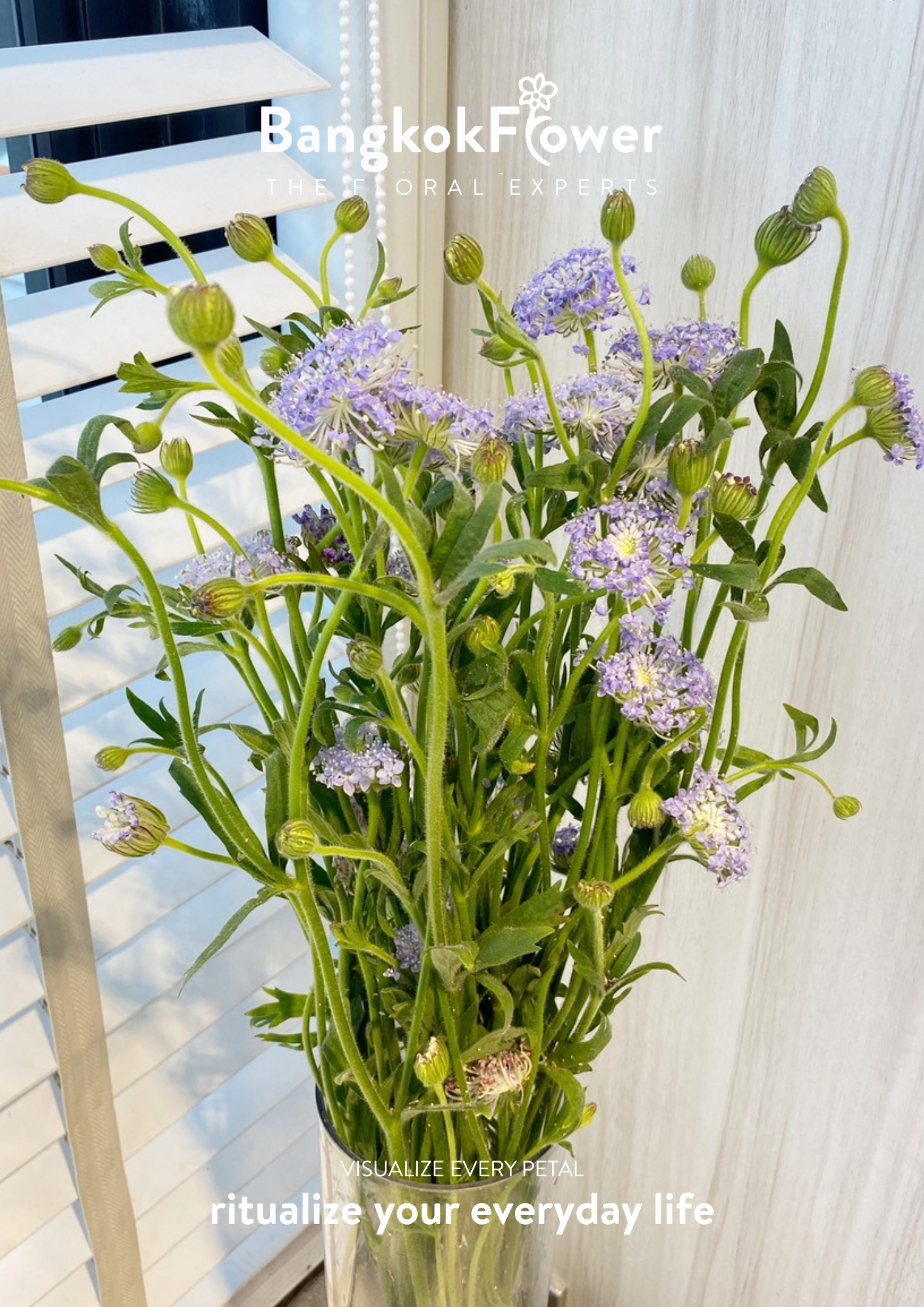 Trachyrnene coerulea LV สีม่วง