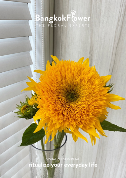 ดอกทานตะวัน Helianthus annuus 'เท็ดดี้'