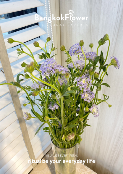 Trachyrnene coerulea LV สีม่วง
