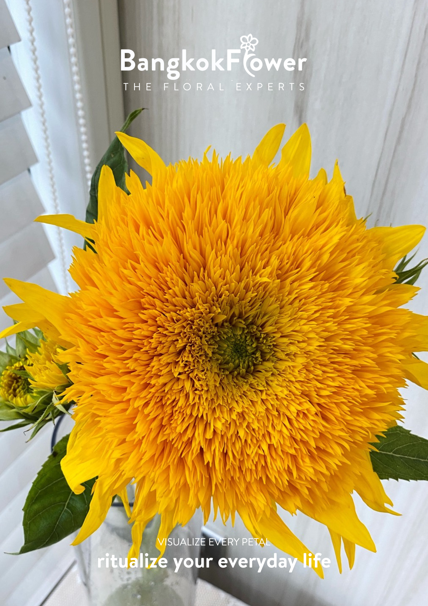ดอกทานตะวัน Helianthus annuus 'เท็ดดี้'