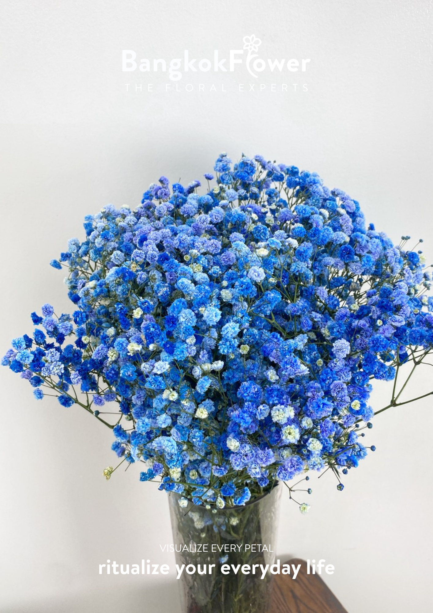 Gypsophila Blue