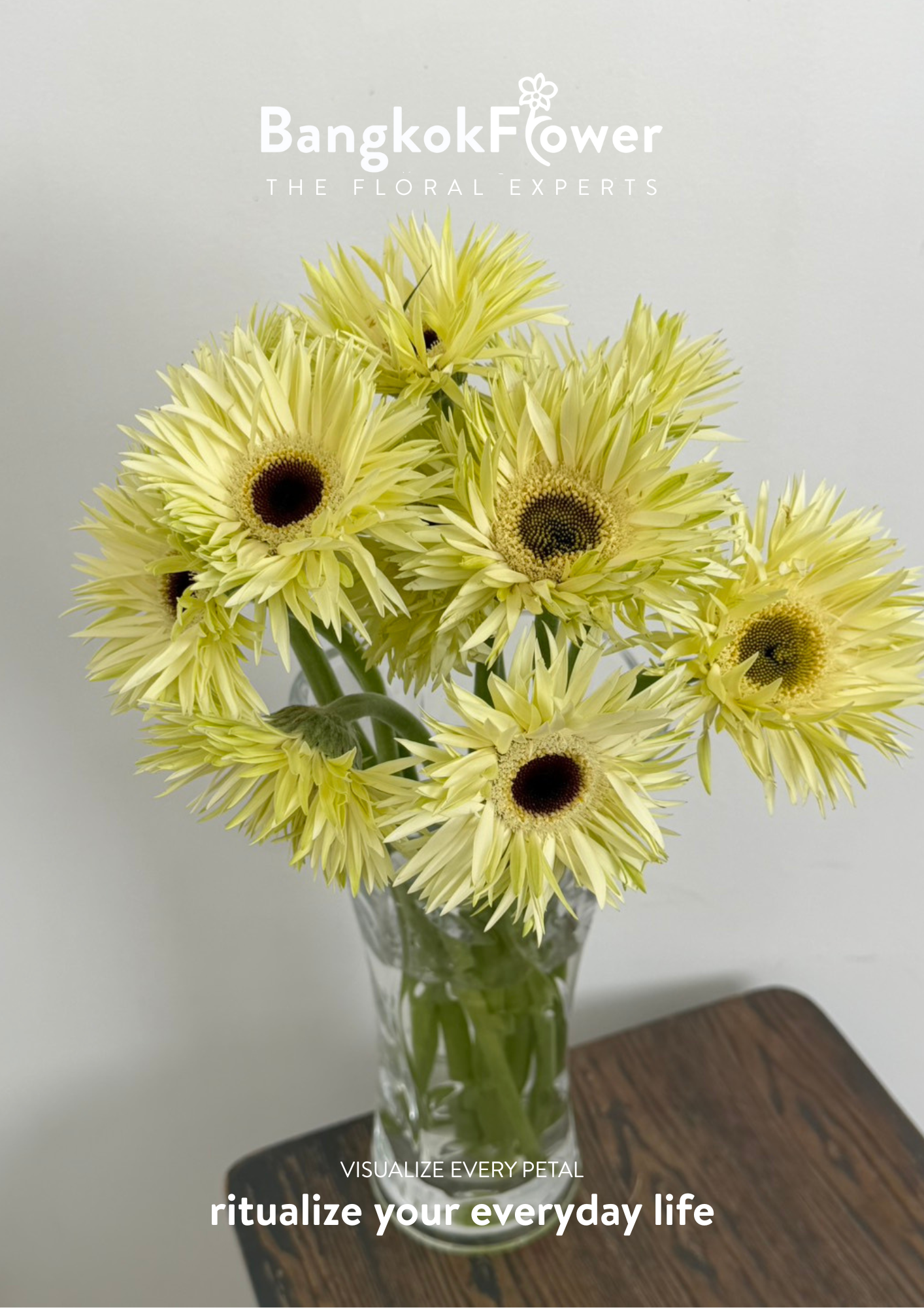Gerbera Lace White