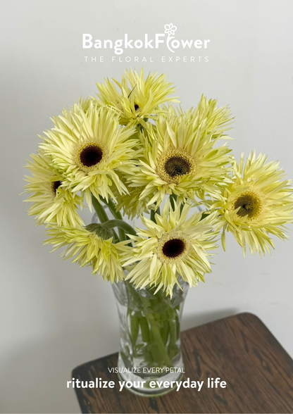 Gerbera Lace White