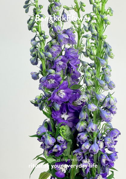 Delphinium Purple