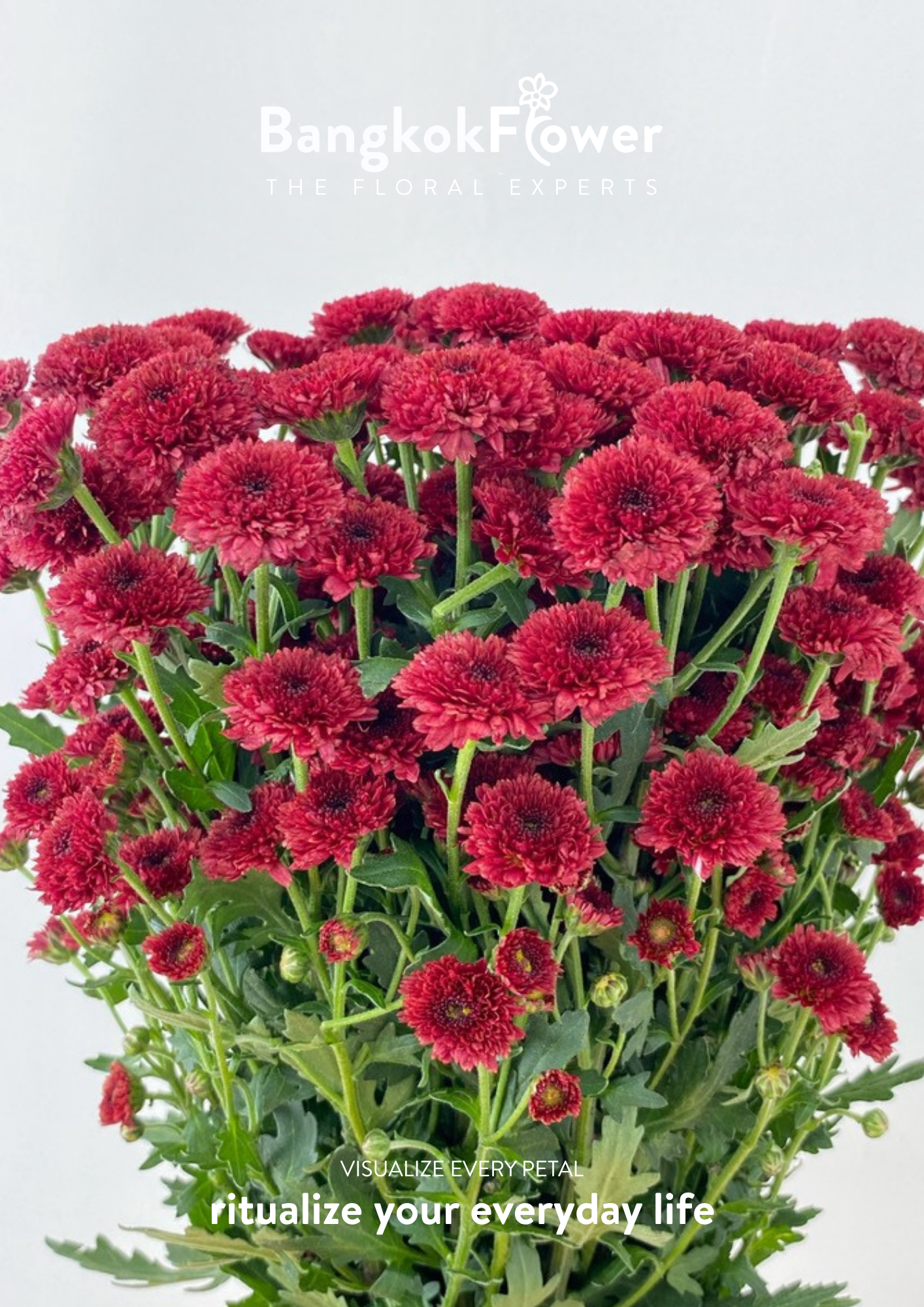 Calimero Red