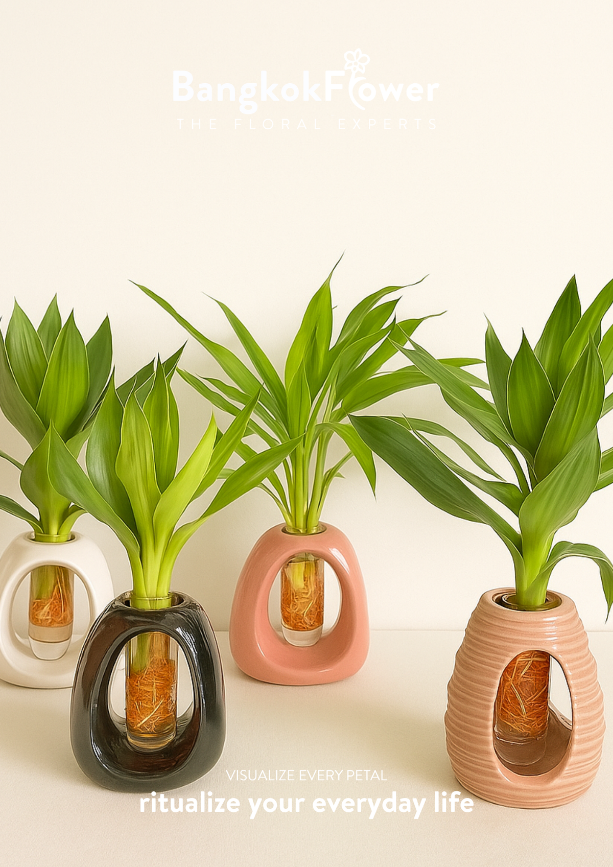 Lucky Bamboo
