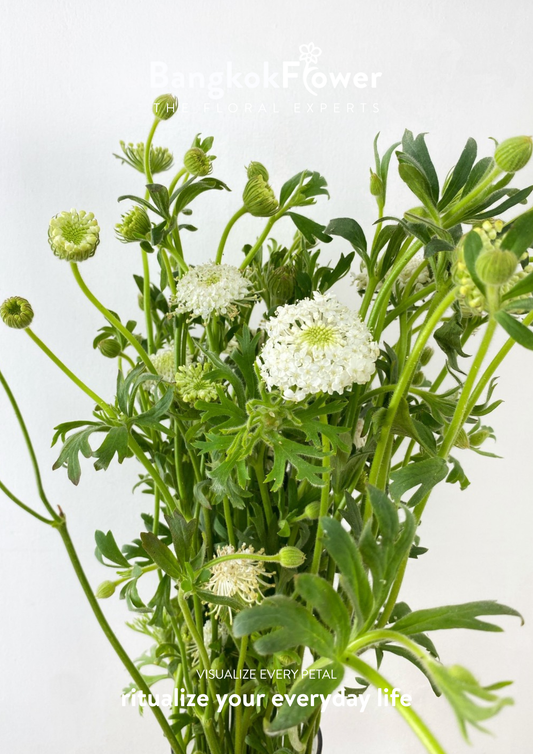 Trachyrnene coerulea LV สีขาว
