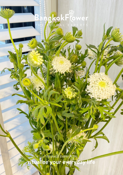Trachyrnene coerulea LV สีขาว