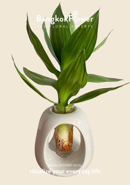 Lucky Bamboo